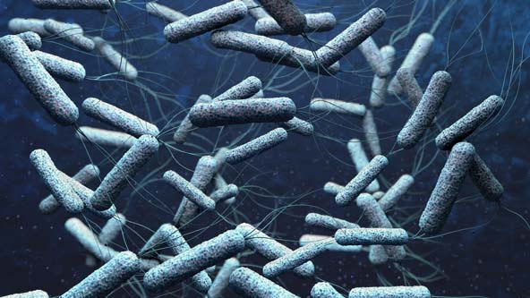 Mikroskopische Darstellung von Cholera-Bakterien als Beispiel für mikrobiologische Wasserverschmutzung durch Krankheitserreger.