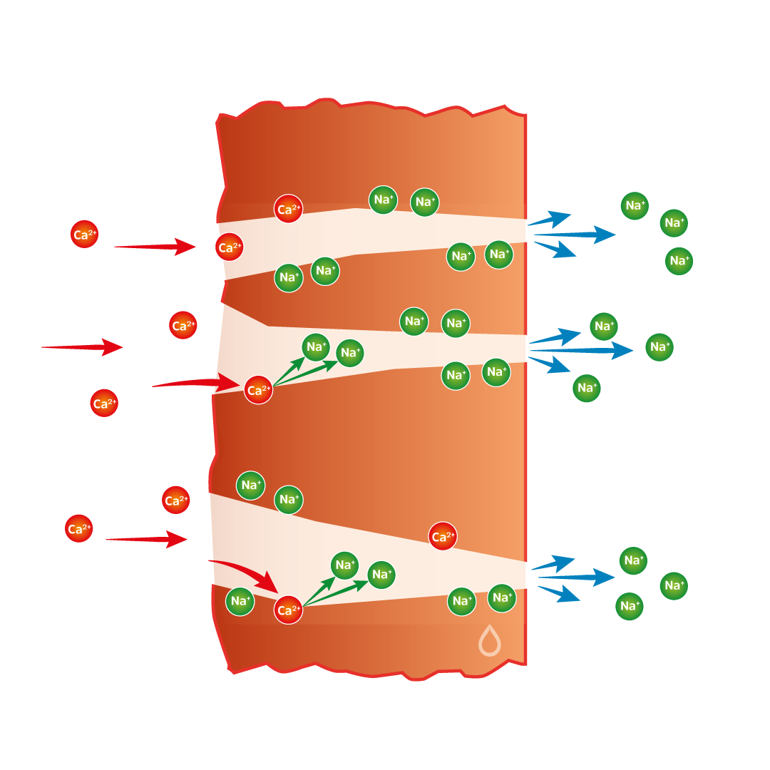 IonenAustausch_trans.png__PID:126f3a37-d9de-4d40-ba36-f32a9fd0494b