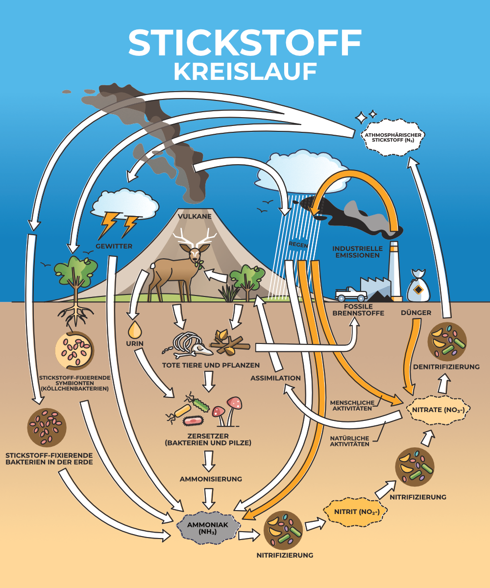Grafik zum Stickstoffkreislauf: Düngung, Tierhaltung, Abwasser und Verbrennung sind die vier Hauptwege, über die Nitrat ins Wasser gelangt.