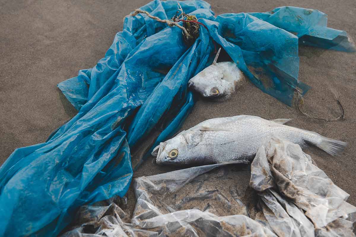 Tote Fische und Plastikmüll im Wasser als Folge von Wasserverschmutzung – 2022 starben allein an der Oder mindestens 1.000 Tonnen Fisch.