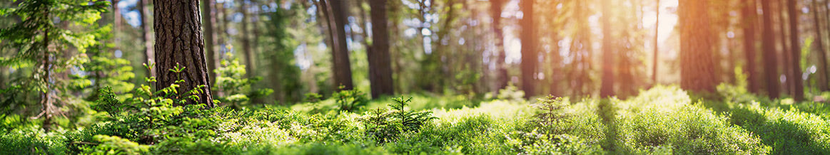 Sonnenlicht fällt durch einen Wald – Sinnbild für Nachhaltigkeit von Alb Filter