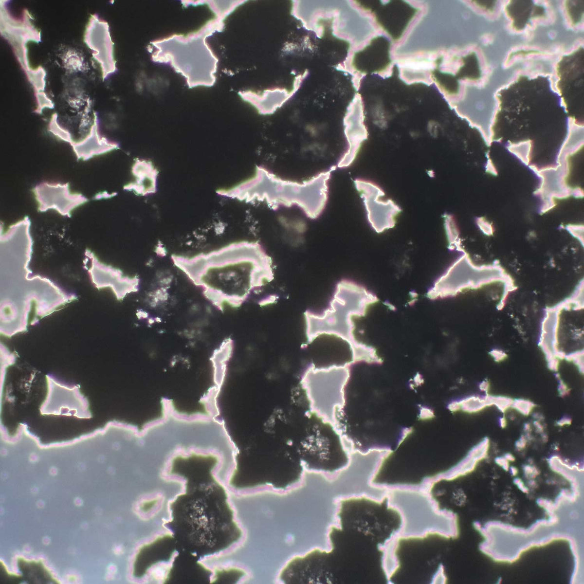 Aktivkohle unter dem Mikroskop: Ihre poröse Struktur bietet pro Gramm rund 1.500 Quadratmeter innere Oberfläche für die Adsorption von Schadstoffen.