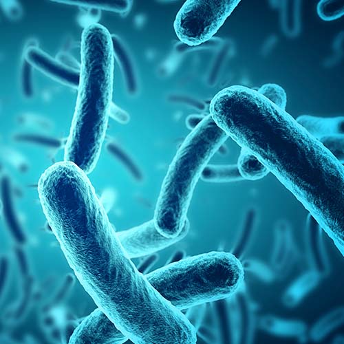 E.-coli-Bakterien im Wasser: Für Leitungswasser gilt eine Nulltoleranz, eingehalten bei 99,98 % der Untersuchungen auf E. coli.